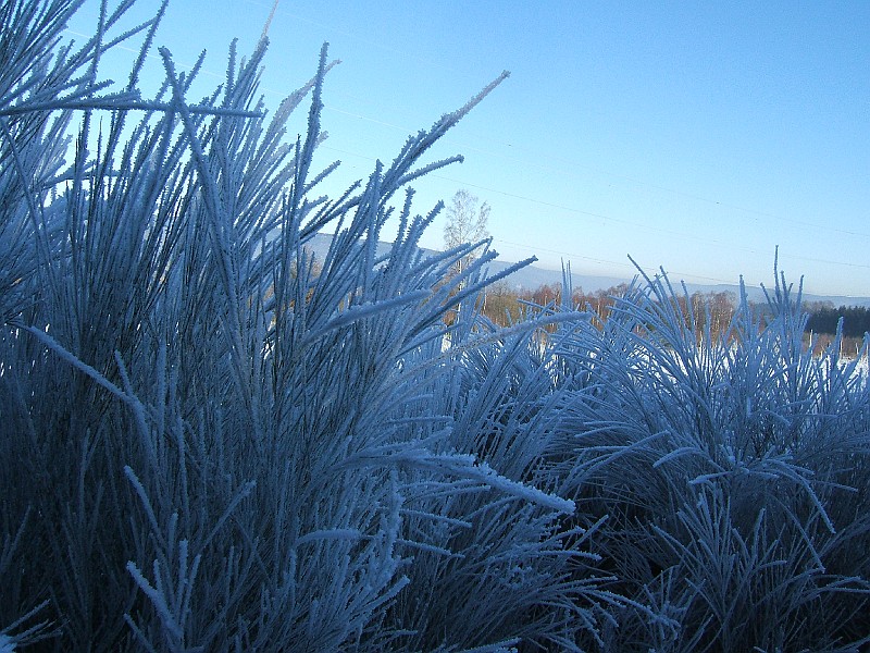 DSCF9255.JPG - Berijpte takken