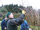 willowtunnel