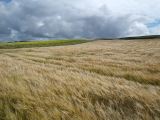 barley