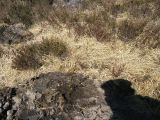 DSCF6771